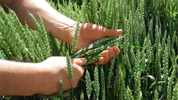 BASF lance Ideltis™, la marque de semences pour son futur blé hybride