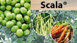 SCALA® De ontbrekende schakel in de ziektebestrijding in groenten !