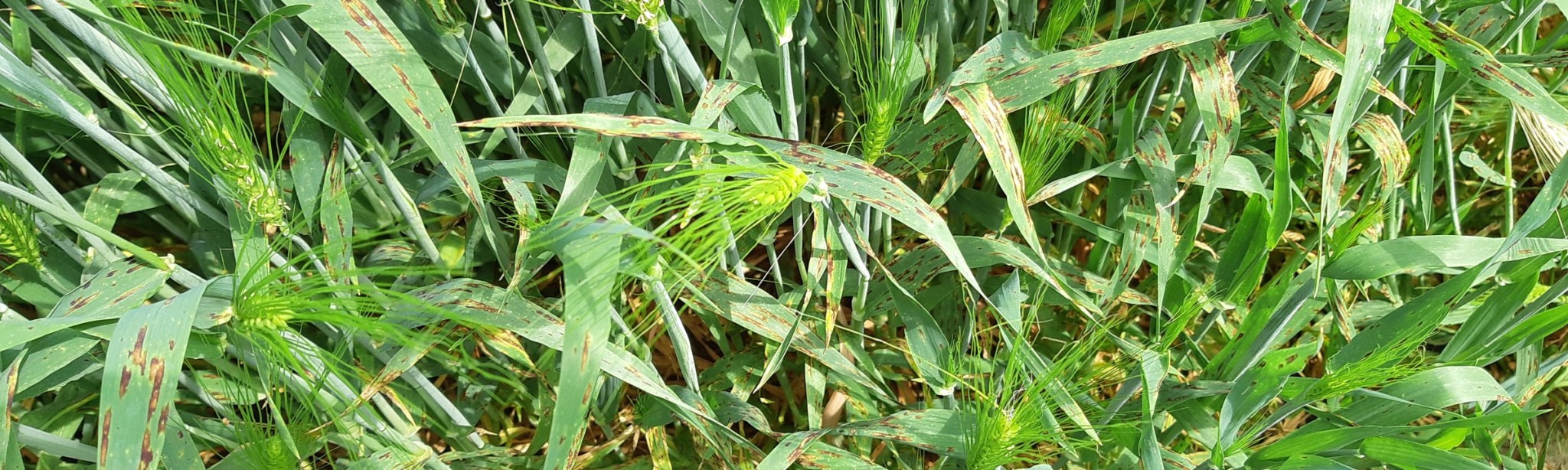 Contre l’helminthosporiose, la pyraclostrobine s’impose !