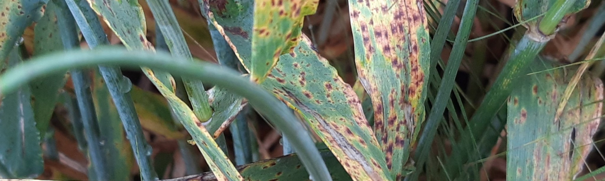 Revysol<sup>®</sup>, la nouvelle solution contre la ramulariose depuis le retrait du chlorothalonil !