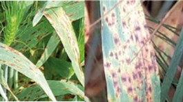 Gerstbescherming : houd rekening met netvlekkenziekte en ramularia bij het kiezen van het fungicide !