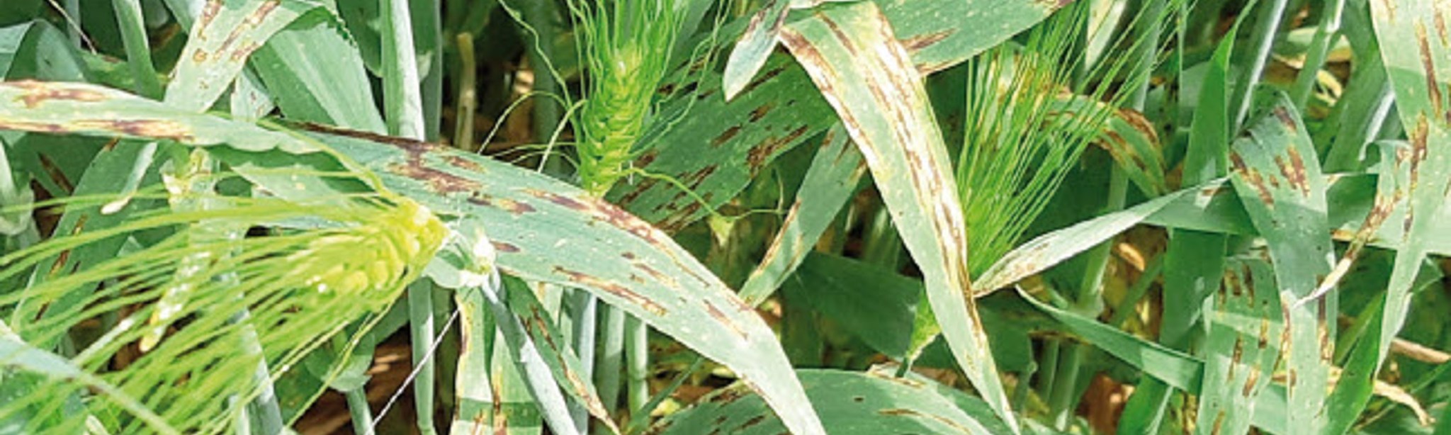 Tegen netvlekkenziekte is pyraclostrobine noodzakelijk !