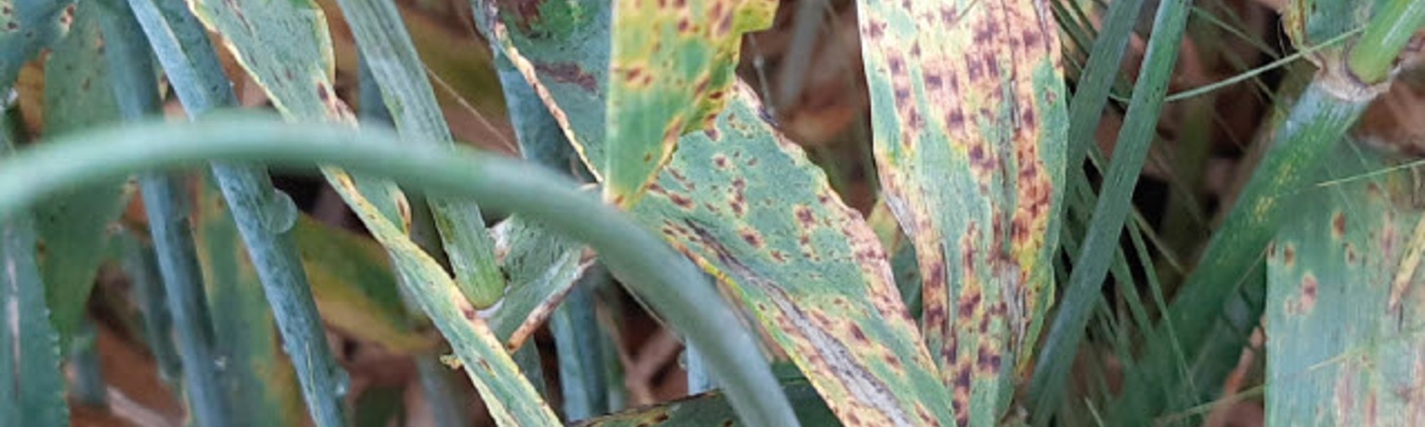 Revysol<sup>®</sup>, de nieuwe oplossing tegen ramularia sinds de intrekking van chloorthalonil !