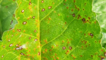 Belangrijkste bladvlekkenziekten in suikerbieten