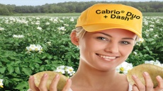 Cabrio® Duo + Dash® Incontournable contre mildiou et Alternaria
