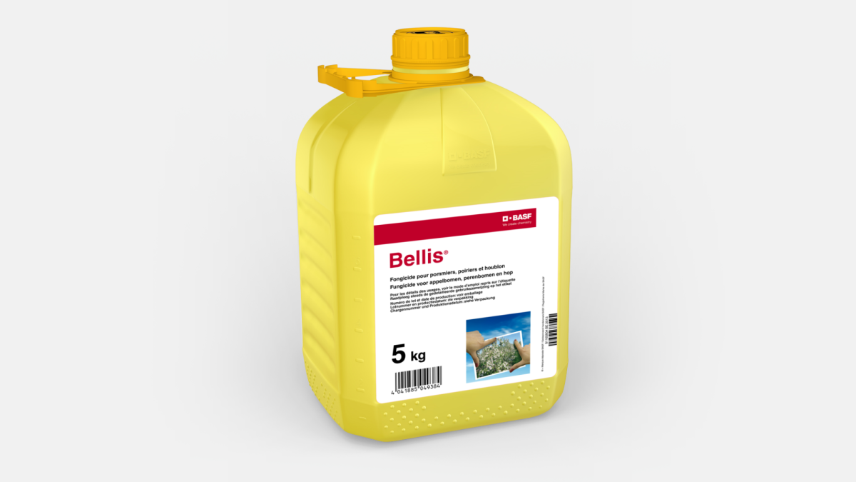 BELLIS® - 58049377