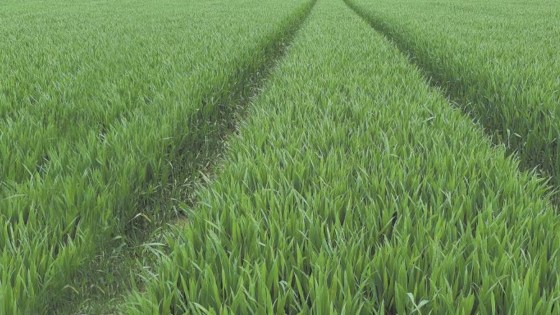 De pers spreekt over de nieuwe BASF graanfungiciden