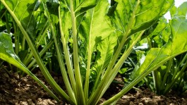 Durilon® voor productievere suikerbieten
