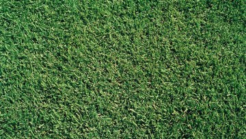 Gazon (production de rouleaux)