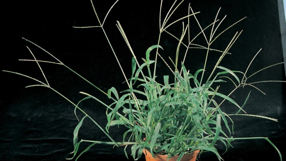 Digitaire Glabre - BASF Agricultural Solutions Belgium