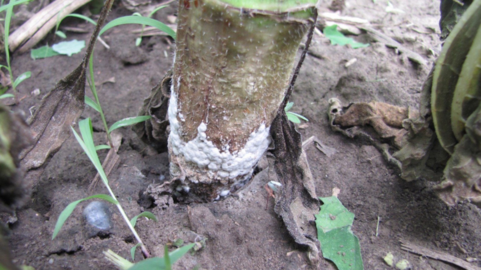 Pourriture blanche BASF Agricultural Solutions Belgium